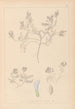 Herbier de la flore française Pl0409 - Louis Antoine Cusin — vista dell’opera