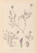 Herbier de la flore française Pl0411 - Louis Antoine Cusin — vista dell’opera