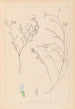 Herbier de la flore française Pl0414 - Louis Antoine Cusin — vista dell’opera