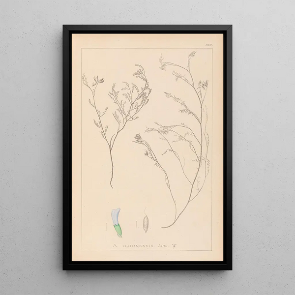 Louis Antoine Cusin - Herbier de la flore franaise Pl0414.webp