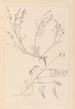 Herbier de la flore française Pl0415 - Louis Antoine Cusin — vista dell’opera