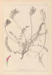 Herbier de la flore française Pl0416 - Louis Antoine Cusin — vista dell’opera