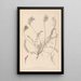 Herbier de la flore française Pl0416 - Louis Antoine Cusin — quadro incorniciato alla parete