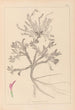Herbier de la flore française Pl0417 - Louis Antoine Cusin — vista dell’opera
