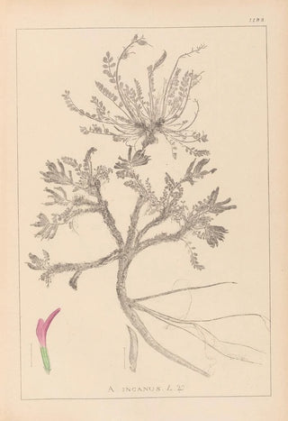 Louis Antoine Cusin - Herbier de la flore franaise Pl0417.webp