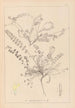 Herbier de la flore française Pl0418 - Louis Antoine Cusin — vista dell’opera