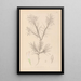 Herbier de la flore française Pl0419 - Louis Antoine Cusin — quadro incorniciato alla parete
