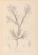 Herbier de la flore française Pl0419 - Louis Antoine Cusin — vista dell’opera