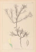 Herbier de la flore française Pl0420 - Louis Antoine Cusin — vista dell’opera