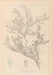 Herbier de la flore française Pl0421 - Louis Antoine Cusin — vista dell’opera