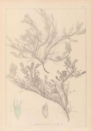 Louis Antoine Cusin - Herbier de la flore franaise Pl0421.webp