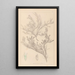 Herbier de la flore française Pl0421 - Louis Antoine Cusin — quadro incorniciato alla parete