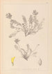 Herbier de la flore française Pl0422 - Louis Antoine Cusin — vista dell’opera
