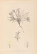 Herbier de la flore française Pl0423 - Louis Antoine Cusin — vista dell’opera