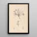 Herbier de la flore française Pl0423 - Louis Antoine Cusin — quadro incorniciato alla parete