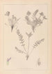 Herbier de la flore française Pl0424 - Louis Antoine Cusin — vista dell’opera