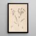 Herbier de la flore française Pl0424 - Louis Antoine Cusin — quadro incorniciato alla parete