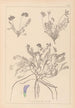 Herbier de la flore française Pl0426 - Louis Antoine Cusin — vista dell’opera