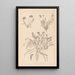 Herbier de la flore française Pl0426 - Louis Antoine Cusin — quadro incorniciato alla parete