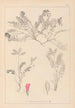 Herbier de la flore française Pl0427 - Louis Antoine Cusin — vista dell’opera