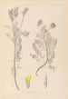 Herbier de la flore française Pl0428 - Louis Antoine Cusin — vista dell’opera