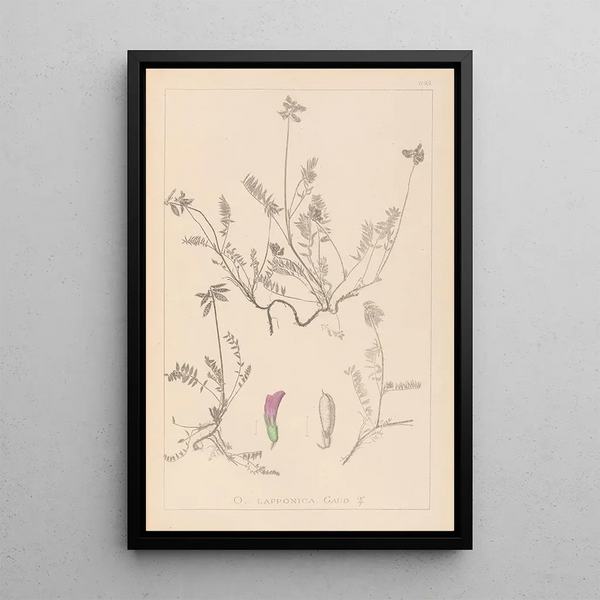 Louis Antoine Cusin - Herbier de la flore franaise Pl0429.webp