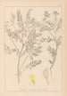 Herbier de la flore française Pl0430 - Louis Antoine Cusin — vista dell’opera