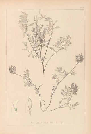 Louis Antoine Cusin - Herbier de la flore franaise Pl0432.webp