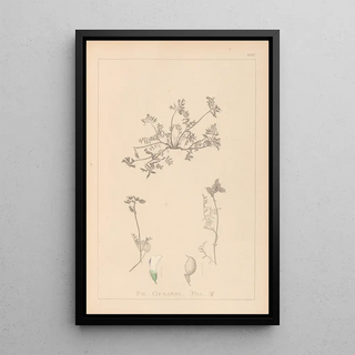 Louis Antoine Cusin - Herbier de la flore franaise Pl0433.webp