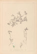 Herbier de la flore française Pl0433 - Louis Antoine Cusin — vista dell’opera