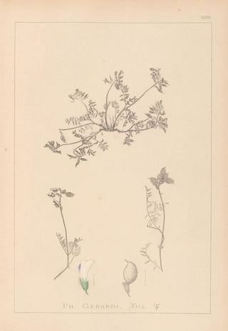 Louis Antoine Cusin - Herbier de la flore franaise Pl0433.webp