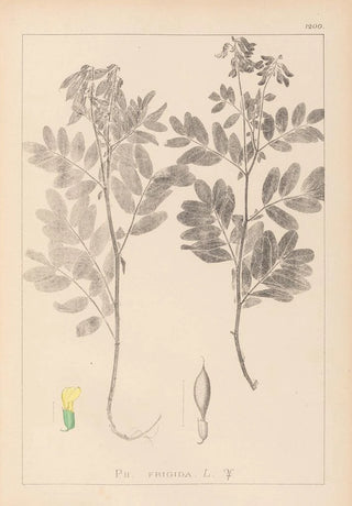 Louis Antoine Cusin - Herbier de la flore franaise Pl0434.webp
