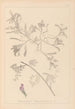 Herbier de la flore française Pl0435 - Louis Antoine Cusin — vista dell’opera