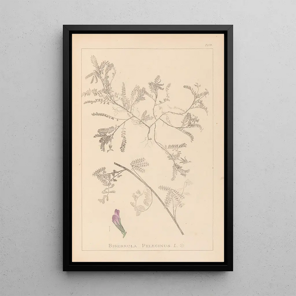 Louis Antoine Cusin - Herbier de la flore franaise Pl0435.webp