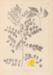 Herbier de la flore française Pl0436 - Louis Antoine Cusin — vista dell’opera