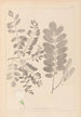 Herbier de la flore française Pl0437 - Louis Antoine Cusin — vista dell’opera