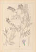 Herbier de la flore française Pl0438 - Louis Antoine Cusin — vista dell’opera