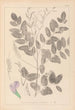 Herbier de la flore française Pl0439 - Louis Antoine Cusin — vista dell’opera