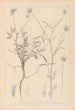 Herbier de la flore française Pl0440 - Louis Antoine Cusin — vista dell’opera