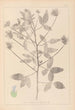 Herbier de la flore française Pl0441 - Louis Antoine Cusin — vista dell’opera
