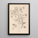 Herbier de la flore française Pl0441 - Louis Antoine Cusin — quadro incorniciato alla parete
