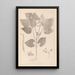 Herbier de la flore française Pl0442 - Louis Antoine Cusin — quadro incorniciato alla parete