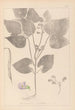 Herbier de la flore française Pl0442 - Louis Antoine Cusin — vista dell’opera