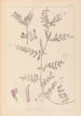 Herbier de la flore française Pl0443 - Louis Antoine Cusin — vista dell’opera
