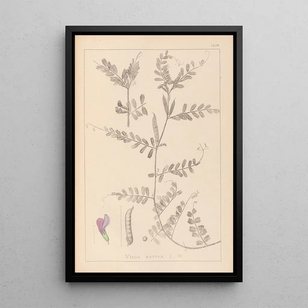 Louis Antoine Cusin - Herbier de la flore franaise Pl0443.webp