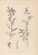 Herbier de la flore française Pl0444 - Louis Antoine Cusin — vista dell’opera