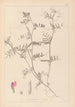 Herbier de la flore française Pl0445 - Louis Antoine Cusin — vista dell’opera