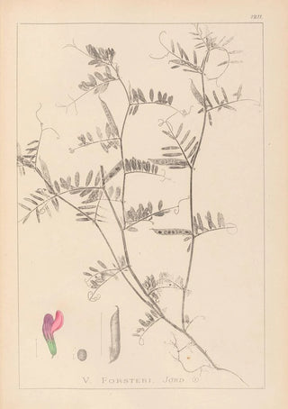 Louis Antoine Cusin - Herbier de la flore franaise Pl0445.webp