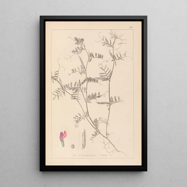Louis Antoine Cusin - Herbier de la flore franaise Pl0445.webp