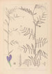 Herbier de la flore française Pl0446 - Louis Antoine Cusin — vista dell’opera